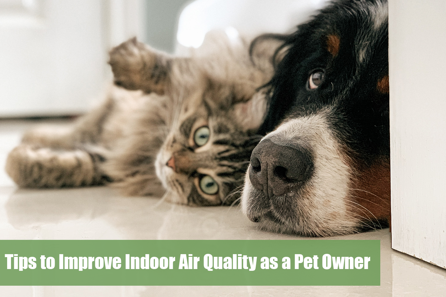 A Bernese Mountain Dog and a grey striped cat laying on white tile floor, decreasing the indoor air quality.